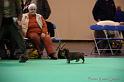 Crufts2011_2 421